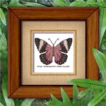 (image for) Butterfly Pattern 809